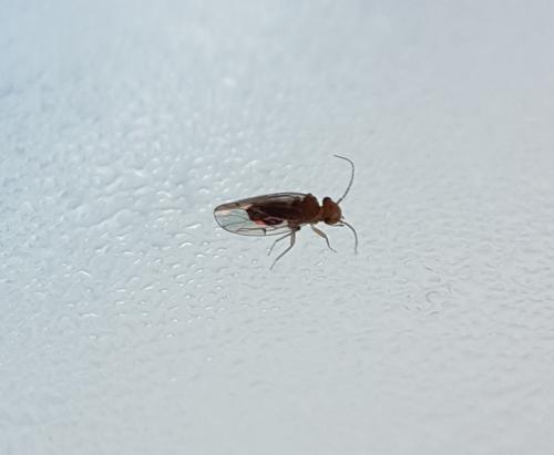 Ectopsocus briggsi